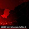 Akyazı da sokak hayvanları unutulmadı