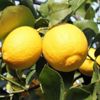 Limonun faydaları nelerdir? Limonun faydaları nelerdir?