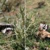 Aksaray'da nesli tükenme tehlikesi altındaki alacasansar görüldü Aksaray'da nesli tükenme tehlikesi altındaki alacasansar görüldü