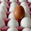 Yumurta ihracatı rekora koşuyor Yumurta ihracatı rekora koşuyor