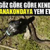 Göz göre göre anakondaya yem oldu!