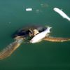 Caretta carettaların balık ziyafeti Caretta carettaların balık ziyafeti