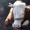 Fosseptik çukuruna düşen inek kurtarıldı Fosseptik çukuruna düşen inek kurtarıldı