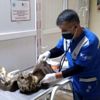 Yaralı baykuş Van a sevk edildi Yaralı baykuş Van a sevk edildi