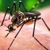 Sağlık Bakanlığı'ndan 'zika virüsü' açıklaması Sağlık Bakanlığı'ndan 'zika virüsü' açıklaması