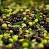Zeytin yemek hastanenin yolunu unutturuyor