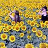 Fotoğrafta yeni trend: Ayçiçeği tarlaları Fotoğrafta yeni trend: Ayçiçeği tarlaları