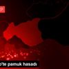 Gaziantep te pamuk hasadı Gaziantep te pamuk hasadı