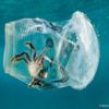 Plastik kullanımının canlılara olan etkisini gösteren 10 fotoğraf Plastik kullanımının canlılara olan etkisini gösteren 10 fotoğraf