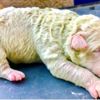 İtalya da bir köpek 5 yavrusundan birini yeşil doğurdu