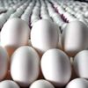 Tavuk yumurtası üretiminde rekor