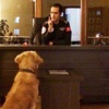 Maltepe Belediyesi'nde üç köpek göreve başladı Maltepe Belediyesi'nde üç köpek göreve başladı