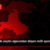 Balıkesir de zeytin ağacından düşen milli sporcu ağır ... Balıkesir de zeytin ağacından düşen milli sporcu ağır ...