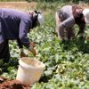 Salatalığın kilosu tarlada 50 kuruş Salatalığın kilosu tarlada 50 kuruş