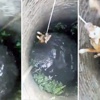 Köpek kurtarma işkencesi Köpek kurtarma işkencesi