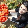Bitlis te domatesten 230 milyon TL gelir elde edilecek