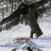 Vahşi doğada inanılmaz an! Kartalın Kurt avı izleyenleri şoke etti! Vahşi doğada inanılmaz an! Kartalın Kurt avı izleyenleri şoke etti!