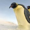 Güney Kutbu'nda imparator penguenlere ait yeni üreme alanları tespit edildi Güney Kutbu'nda imparator penguenlere ait yeni üreme alanları tespit edildi