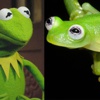 Kurbağa Kermit meğer gerçekmiş! Kurbağa Kermit meğer gerçekmiş!