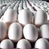 Yumartalarda bulunan salmonella bakterisi Almanları korkuttu Yumartalarda bulunan salmonella bakterisi Almanları korkuttu