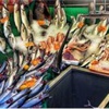 Balık fiyatları cep yakıyor Balık fiyatları cep yakıyor