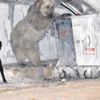 Kars’ta ayılar mahalleyi bastı