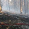 Kütahya'da orman yangını! 2,5 hektar alan zarar gördü