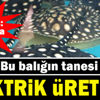 Cenk Tosun açıkladı! Geri dönecek mi? Cenk Tosun açıkladı! Geri dönecek mi?