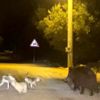 Domuzla köpeklerin yemek kavgası Domuzla köpeklerin yemek kavgası