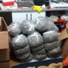 İzmir'de 33 kilogram "skunk"u "Bea" buldu İzmir'de 33 kilogram "skunk"u "Bea" buldu