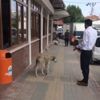 Belediye personelinin köpekle konuştuğu anlar Belediye personelinin köpekle konuştuğu anlar