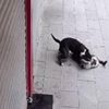 Hatay’da pitbull dehşeti