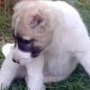 Yavru köpeğin kulaklarını kestiler