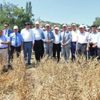 Hasanbeyli'de ilk nohut hasadı
