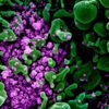 Kaliforniaya'da kırmızı alarm: Yeni bir koronavirüs varyantı tespit edildi