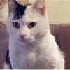 Amasya, kedi karantinasına alındı Amasya, kedi karantinasına alındı