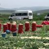 Hatay da turfanda soğan hasadı başladı Hatay da turfanda soğan hasadı başladı