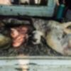Ceylanpınar’da toplu köpek katliamı Ceylanpınar’da toplu köpek katliamı