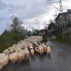 Koyunların Yayla Yolculuğu Başladı Koyunların Yayla Yolculuğu Başladı