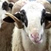 Küçükbaş kurbanlıkların kilogram fiyatı ortalama 23 ... Küçükbaş kurbanlıkların kilogram fiyatı ortalama 23 ...