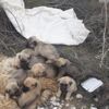 9 yavru köpeği çuvala koyup ölüme terk ettiler 9 yavru köpeği çuvala koyup ölüme terk ettiler