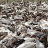 Kars'ta kaz ölümleri yeniden başladı