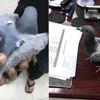 Uyuşturucu ticareti için kullanılan posta güvercini yakalandı Uyuşturucu ticareti için kullanılan posta güvercini yakalandı