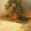 Muğla'da orman yangını