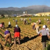 Tarlada üzerlerine bomba yağdı Tarlada üzerlerine bomba yağdı