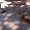 Hükümlüler şehitliği temizledi Hükümlüler şehitliği temizledi