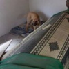 Türbede Köpek Tepkilere Neden Oldu Türbede Köpek Tepkilere Neden Oldu