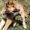 Avustralya da ilginç olay: Gökten düştü, köpek zannedildi, ... Avustralya da ilginç olay: Gökten düştü, köpek zannedildi, ...