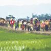 Myanmar ordusu, Arakanlıların mahsullerini topluyorlar
