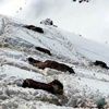 Şırnak Valisi'nden ilginç katır tespiti Şırnak Valisi'nden ilginç katır tespiti
